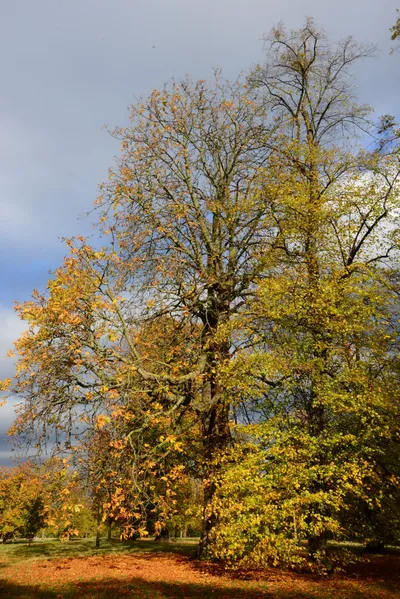 DSC_0464 (Large).JPG